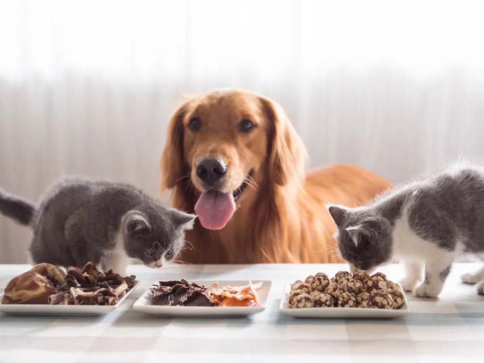 Pet Food